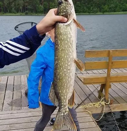 Przy Jeziorze Z Prywatna Plaza W Borach Tucholskich Alicja Wczasy Z Dziecmi Nowe Luksusowe Na Skraju Jeziora I Lasu Ostrowite (Chojnice)