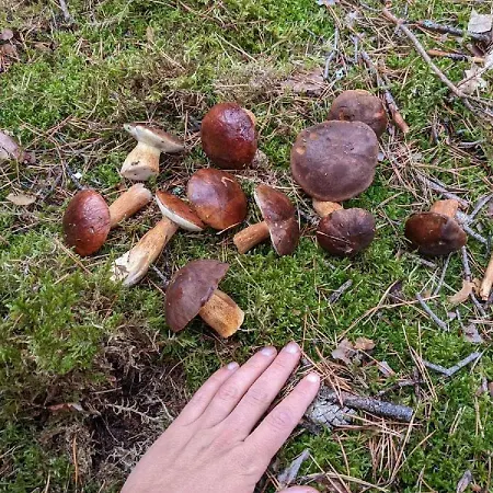 Przy Jeziorze Z Prywatna Plaza W Borach Tucholskich Alicja Wczasy Z Dziecmi Nowe Luksusowe Na Skraju Jeziora I Lasu Prázdninový dům