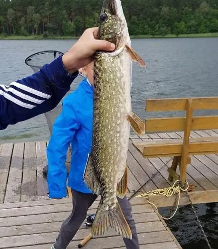 Przy Jeziorze Z Prywatna Plaza W Borach Tucholskich Alicja Wczasy Z Dziecmi Nowe Luksusowe Na Skraju Jeziora I Lasu Ostrowite (Chojnice)