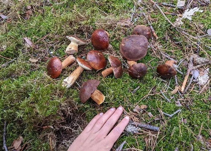 Przy Jeziorze Z Prywatna Plaza W Borach Tucholskich Alicja Wczasy Z Dziecmi Nowe Luksusowe Na Skraju Jeziora I Lasu Semesterbostad